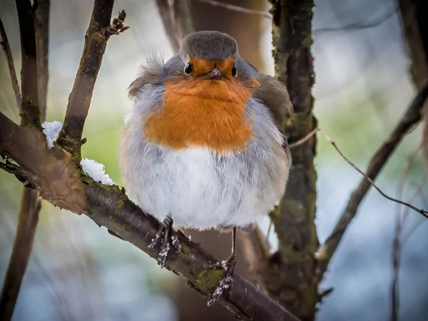 European Red Robin Erithacus Rubecula Stitting Branch Red Berry Bush — Stock Photo, Image