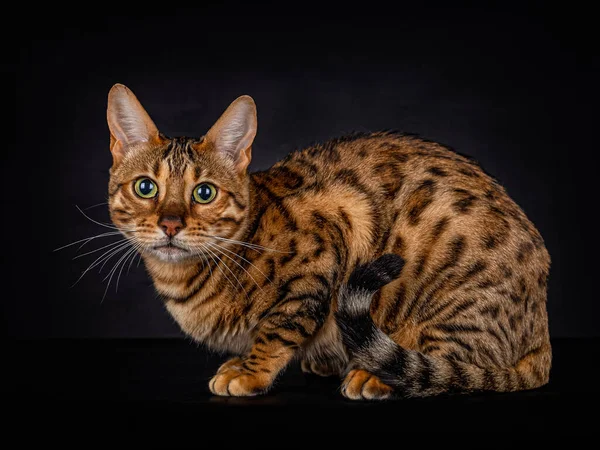 Ritratto Gatto Sdraiato Del Bengala Mesi Che Guarda Direttamente Nella — Foto Stock