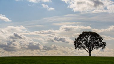 Hollanda 'nın Twickel şehrinde, bulutlu mavi gökyüzünün arka planına sahip yeşil bir çayırda yalnız bir ağaç..