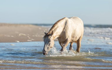 Kayalık Dağ Atı, suyun içinde yürüyordu. Suyun kenarına doğru yürüyordu. Kumsalda, mavi gökyüzü.