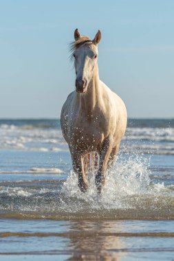 Rocky Dağ Atı, dört nala suyun içinden kameraya doğru gidiyor. Kumsalda, mavi gökyüzü.