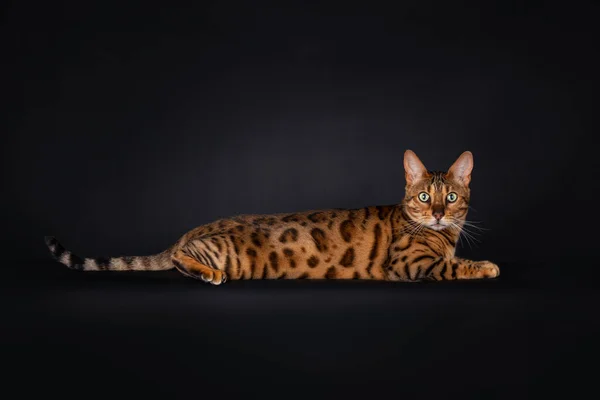 Ritratto Gatto Sdraiato Nero Maculato Dal Tabby Bengala Con Una — Foto Stock