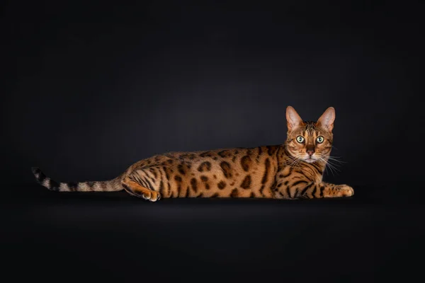 Retrato Gato Bengala Manchado Preto Deitado Com Uma Cauda Longa — Fotografia de Stock