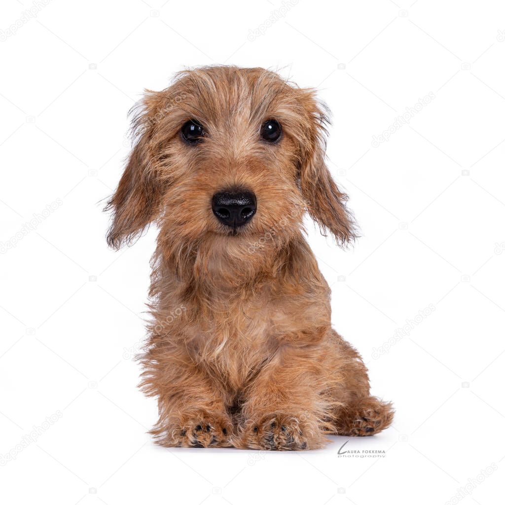 Cute young Dachshund, sitting, looking at camera with friendly eyes. Isolated on white background.