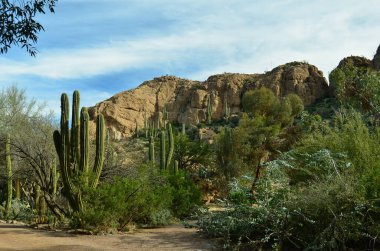Phoenix, Arizona yakınlarındaki Sonoran Çölü 'nde Güneybatı Sahneleri 