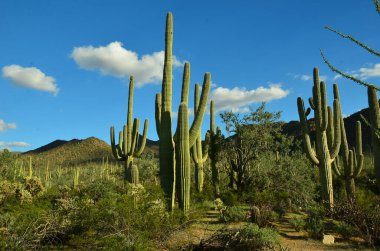 Orta Arizona Çölü.