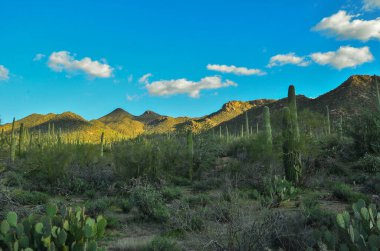Orta Arizona Çölü.