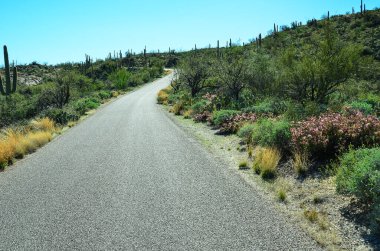 Tucson, Arizona yakınlarındaki Kuzey Sonora çölü manzaralı ve şaşırtıcı. Değişik peyzaj özellikleriyle tanınıyor, çok çeşitli çalılar ve bitki örtüsü ve tabii ki dev Saguarro Kaktüsü. Ayrıca şaşırtıcı oranda vahşi yaşam. Yürüyüşçüler cenneti.