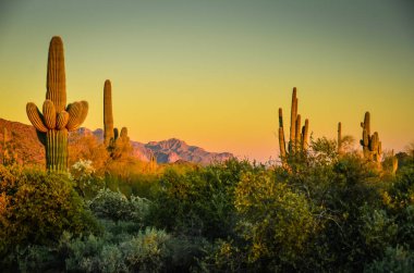 Phoenix, Arizona yakınlarındaki Sonoran Çölü 'nde Güneybatı Sahneleri 
