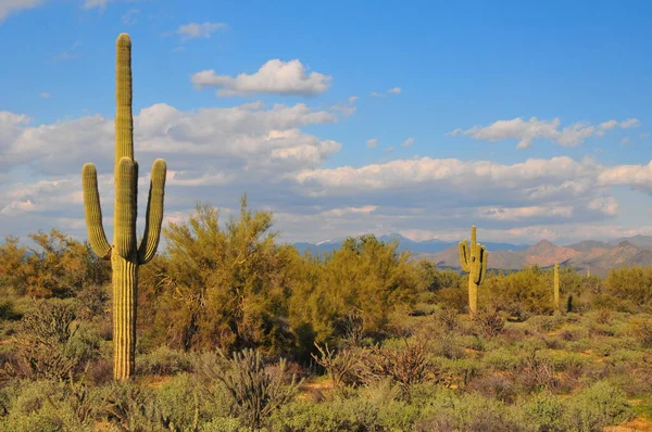 Escenas Del Suroeste Desierto Sonora Cerca Phoenix Arizona —  Fotos de Stock