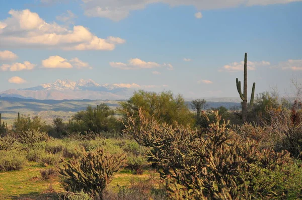 Scene Del Sud Ovest Nel Deserto Sonoro Vicino Phoenix Arizona — Foto Stock