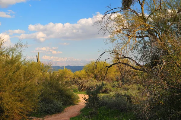 Scene Del Sud Ovest Nel Deserto Sonoro Vicino Phoenix Arizona — Foto Stock