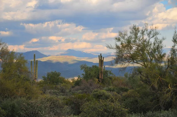 Scene Del Sud Ovest Nel Deserto Sonoro Vicino Phoenix Arizona — Foto Stock