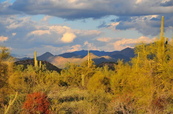 Escenas Del Suroeste Desierto Sonora Cerca Phoenix Arizona —  Fotos de Stock