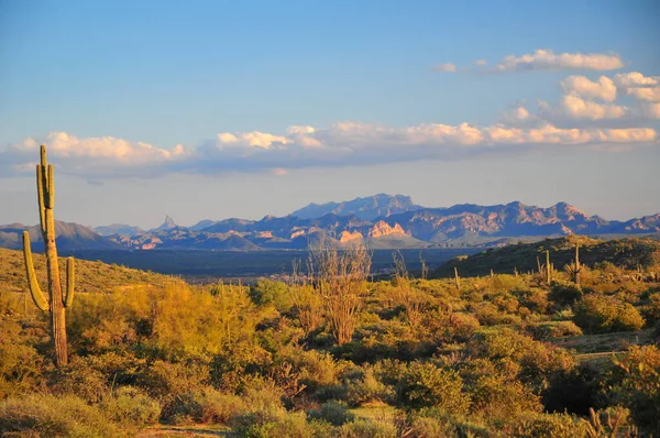 Scene Del Sud Ovest Nel Deserto Sonoro Vicino Phoenix Arizona — Foto Stock