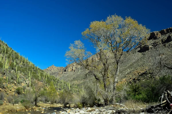 Sabino Canyon Arizona North Tucson — Stock Photo, Image