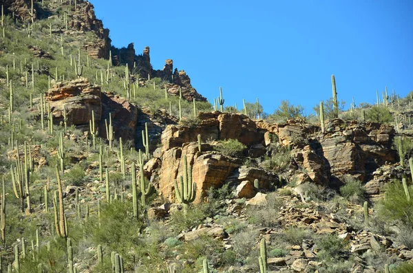 Sabino Canyon Arizona Norte Tucson — Foto de Stock