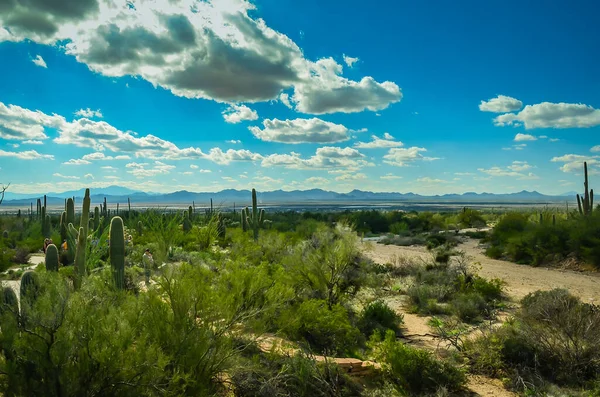 Deserto Dell Arizona Centrale — Foto Stock