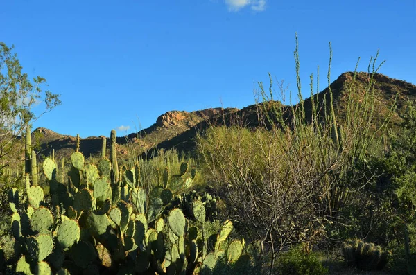 Malebná Překvapivá Severní Sonorská Poušť Poblíž Tucsonu Arizoně Známé Pro — Stock fotografie