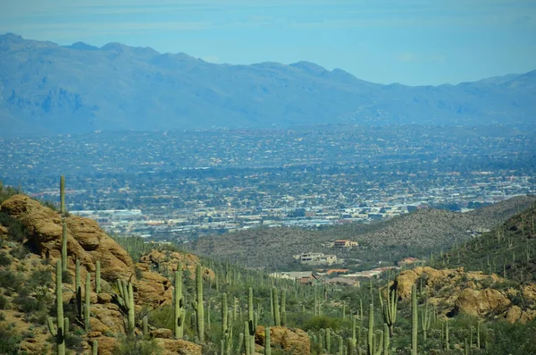 Malebná Překvapivá Severní Sonorská Poušť Poblíž Tucsonu Arizoně Známé Pro — Stock fotografie