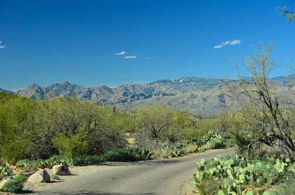 Scenic Surprising Northern Sonoran Desert Tucson Arizona Known Varied Landscape — Stock Photo, Image