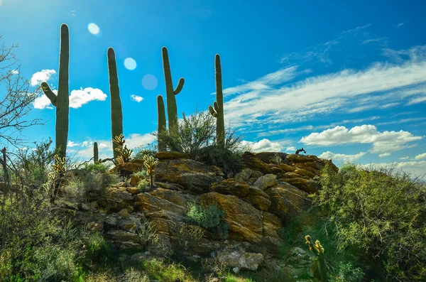 Malebná Překvapivá Severní Sonorská Poušť Poblíž Tucsonu Arizoně Známé Pro — Stock fotografie