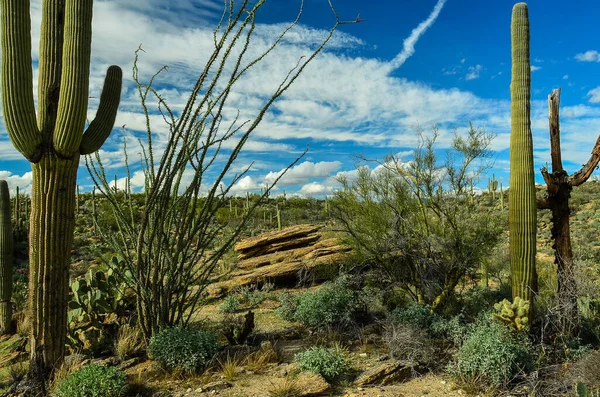 The scenic and surprising Northern Sonoran desert near Tucson, Arizona. Known for it\'s varied landscape features, great variety of shrubs and vegetation, and of course the giant Saguarro Cactus. Also a surprising amount of wildlife. Hikers paradise.