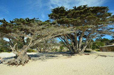 Carmel, California 'da çarpıcı beyaz kumsal. Monterey ve Big Sur arasında, Kaliforniya 'nın göbeğinde ünlü bir yer.