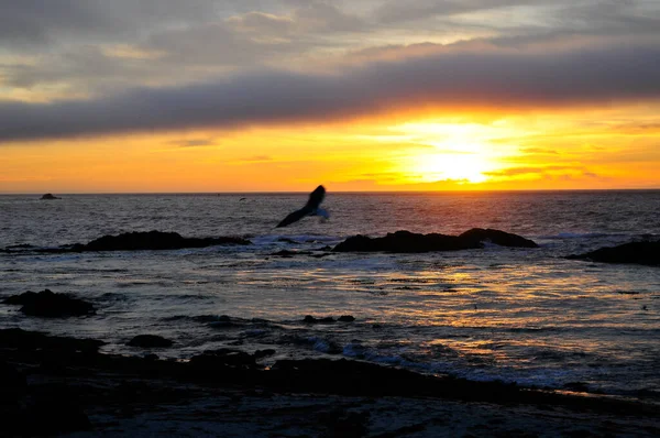Gyönyörű Mérföldes Monterey Félszigeten Kalifornia Lenyűgöző Központi Partján Jellemzői Zord — Stock Fotó