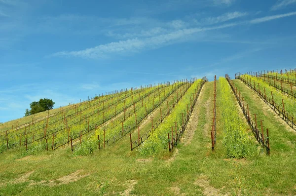 Malerisches Weingut Und Weingut Der Nähe Von Paso Robles Berühmten — Stockfoto