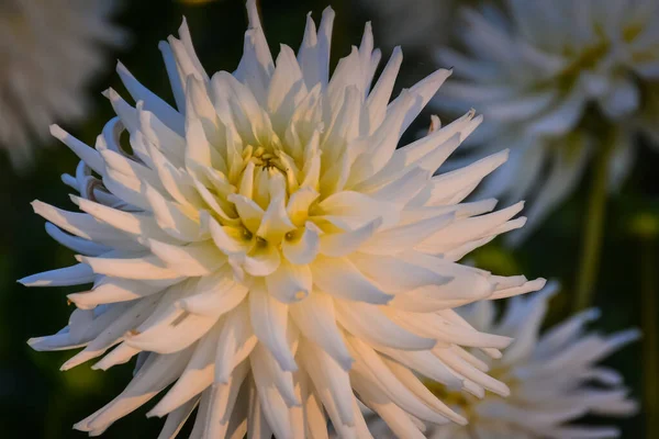 Magnificent Dahlia Blooming All Its Splendor Western Washington Garden — Stock Photo, Image