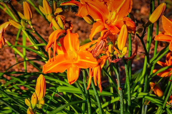 Wunderschöne Tigerlilien Garten Von West Washington — Stockfoto