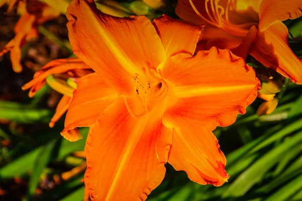 Gorgeous Tiger Lilies Western Washington Garden — Stock Photo, Image