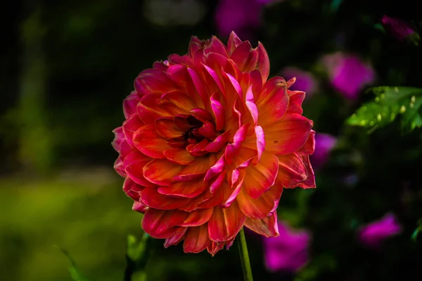 Magnifique Dahlia Fleurissant Dans Toute Splendeur Dans Jardin Ouest Washington — Photo