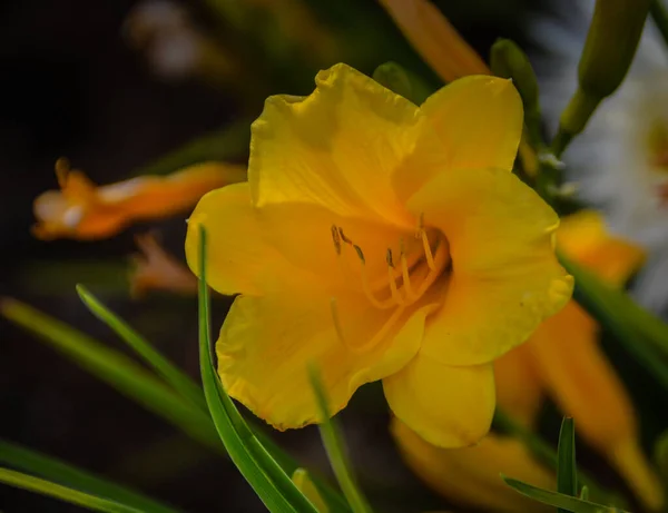 Lovely Day Lily Florece Todo Verano Oeste Washington Estados Unidos —  Fotos de Stock