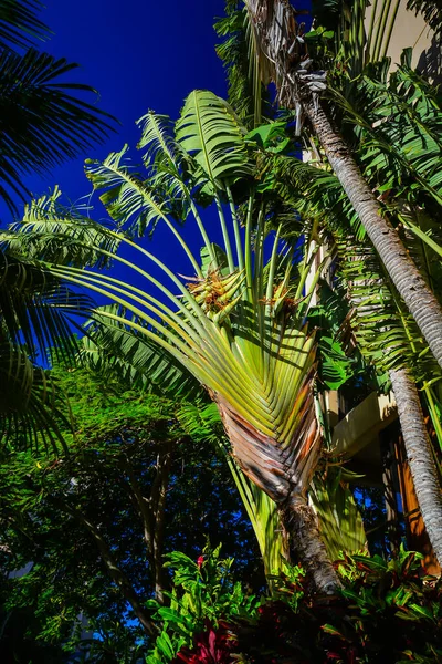 Travellers Palm Auf Maui Hawaii — Stockfoto