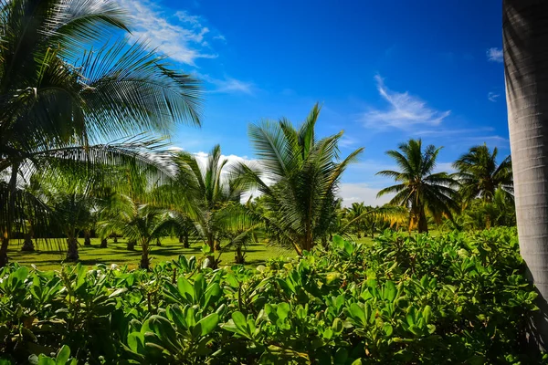 Üppige Fruchtbare Farm Auf Maui Hawaii — Stockfoto