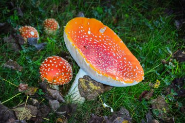 Sihirli Mantar (Amanita-Muscaria), Birleşik Devletler 'in Batı Washington eyaletindeki mülkümde aniden ortaya çıkan dev bir halüsinojenik çeşitlilik..