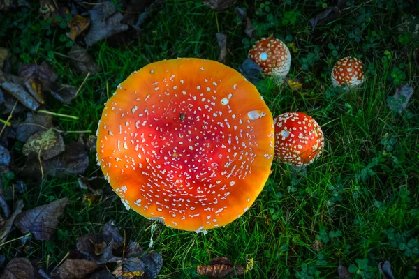Magic Mushroom (Amanita-Muscaria), A giant Hallucinogenic variety that has suddenly showed up on my property in Western Washington State, USA.