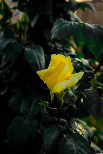 Фотографія Найкрасивішої Жовтої Квітки Троянди — стокове фото