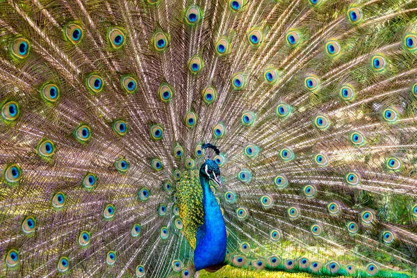 Gyönyörű Fotózás Peafowl Bird Mutasd Meg Gyönyörű Tollak Tánc — Stock Fotó