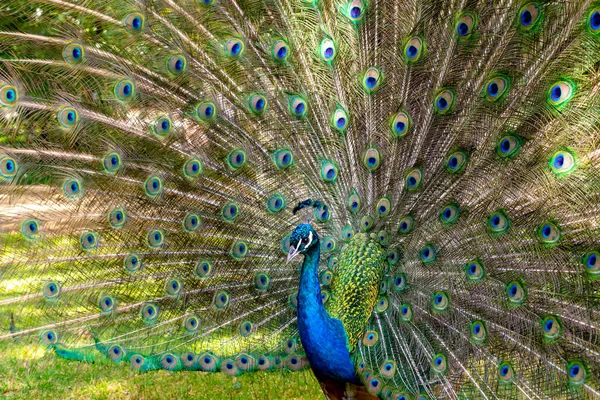 Gyönyörű Fotózás Peafowl Bird Mutasd Meg Gyönyörű Tollak Tánc — Stock Fotó