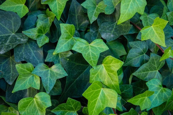 Najlepsze Zielone Liście Jesieni Fotografia Widok Góry Zdjęcie Poziome — Zdjęcie stockowe