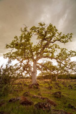 Sacramento River Bend 'deki meşe ağacı Kuzey Kaliforniya, ABD' de Tehama County 'de bulunmaktadır. Ruhsal bir parıltı için işlenmiş.