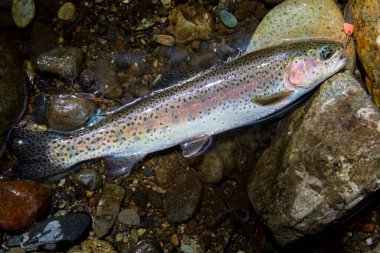 Taze yakalanmış gökkuşağı alabalığı ağzı hala kancalı Butte County, Kuzey Kaliforniya, ABD 'deki Feather River' ın kayalık kıyısında.