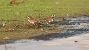 Killdeer (Charadrius vociferus) Lassen County, Kaliforniya 'daki Shugru Reservoir' da arama yapıyor..