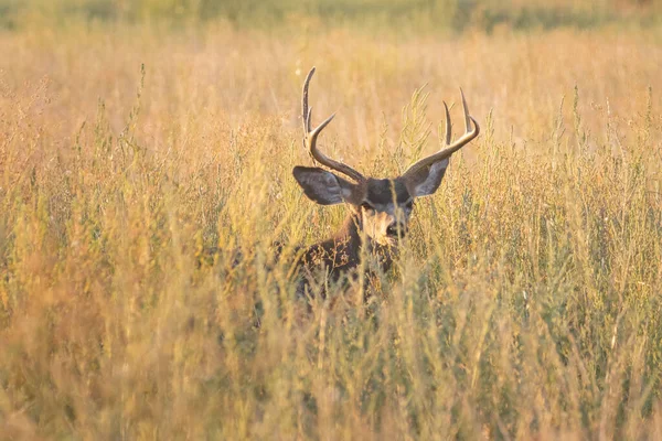Eşek geyiği geyiği (Odocoileus hemionus) ve boynuzları Honey Lake Wildlife Area, Lassen County, Kaliforniya 'da gün doğumunda uzun altın otların üzerinde dinleniyor..