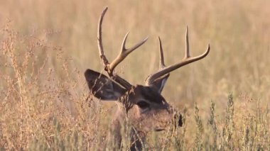 Eşek geyiği geyiği (Odocoileus hemionus) boynuzlarında enkaz parçaları ile Honey Lake Wildlife Area Fleming Birimi 'nde uzun otların arasında duruyor, Lassen County, Kaliforniya.