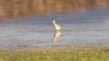 Daha büyük sarı bacaklar (Tringa melanoleuca) Shugru Rezervuarı, Lassen County, California 'da sığ sularda ilerlerken, son evredeki kurbağa yavrusunu yakalamak için suya dalarlar.