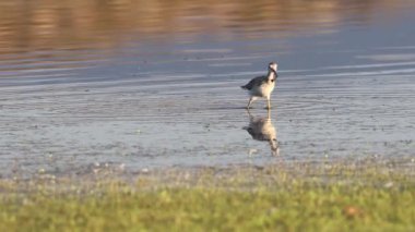 Daha büyük sarı bacaklı (Tringa melanoleuca) Shugru Reservoir, Lassen County, Kaliforniya 'da sığ sularda koşuyor..